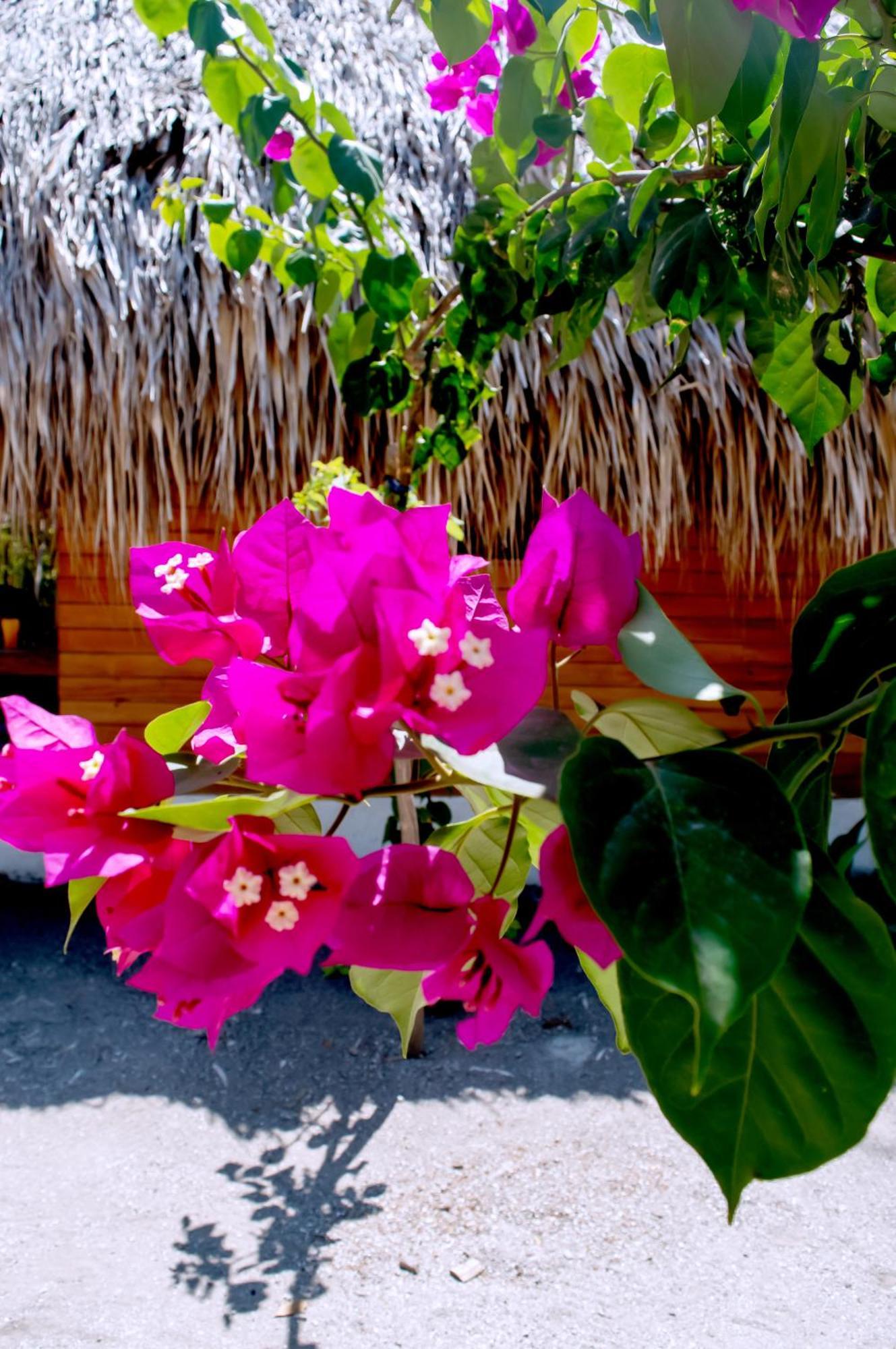 Palma Plata Islas Del Rosario Isla Grande  Esterno foto