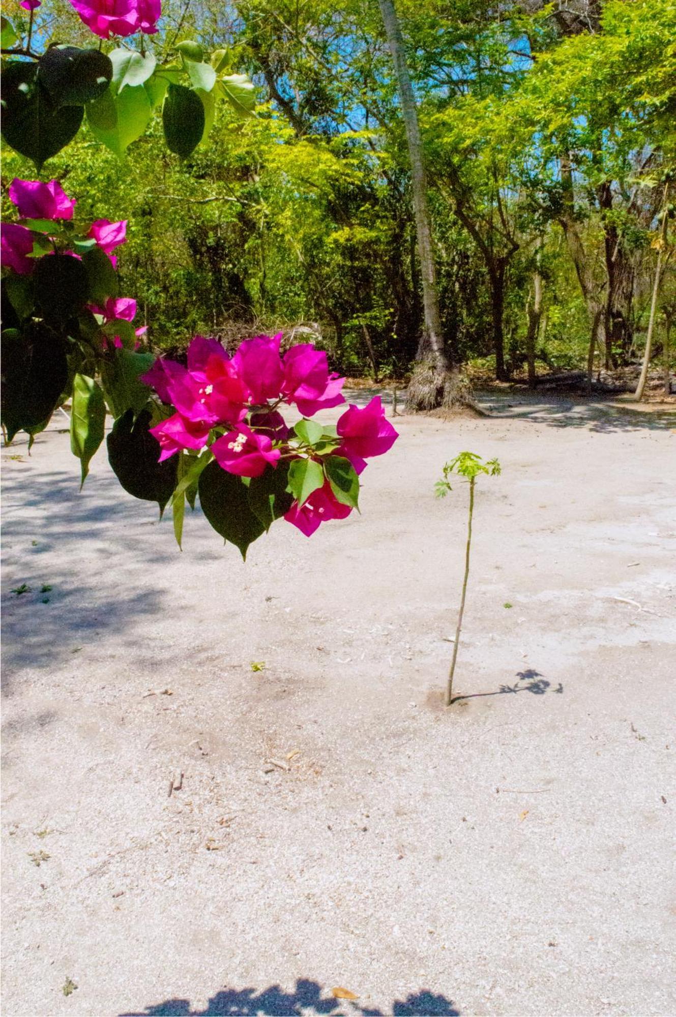 Palma Plata Islas Del Rosario Isla Grande  Esterno foto
